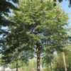 Zilverlinde 'Brabant' | Hoogstam
