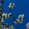 Sierkers 'Plena' | Hoogstam