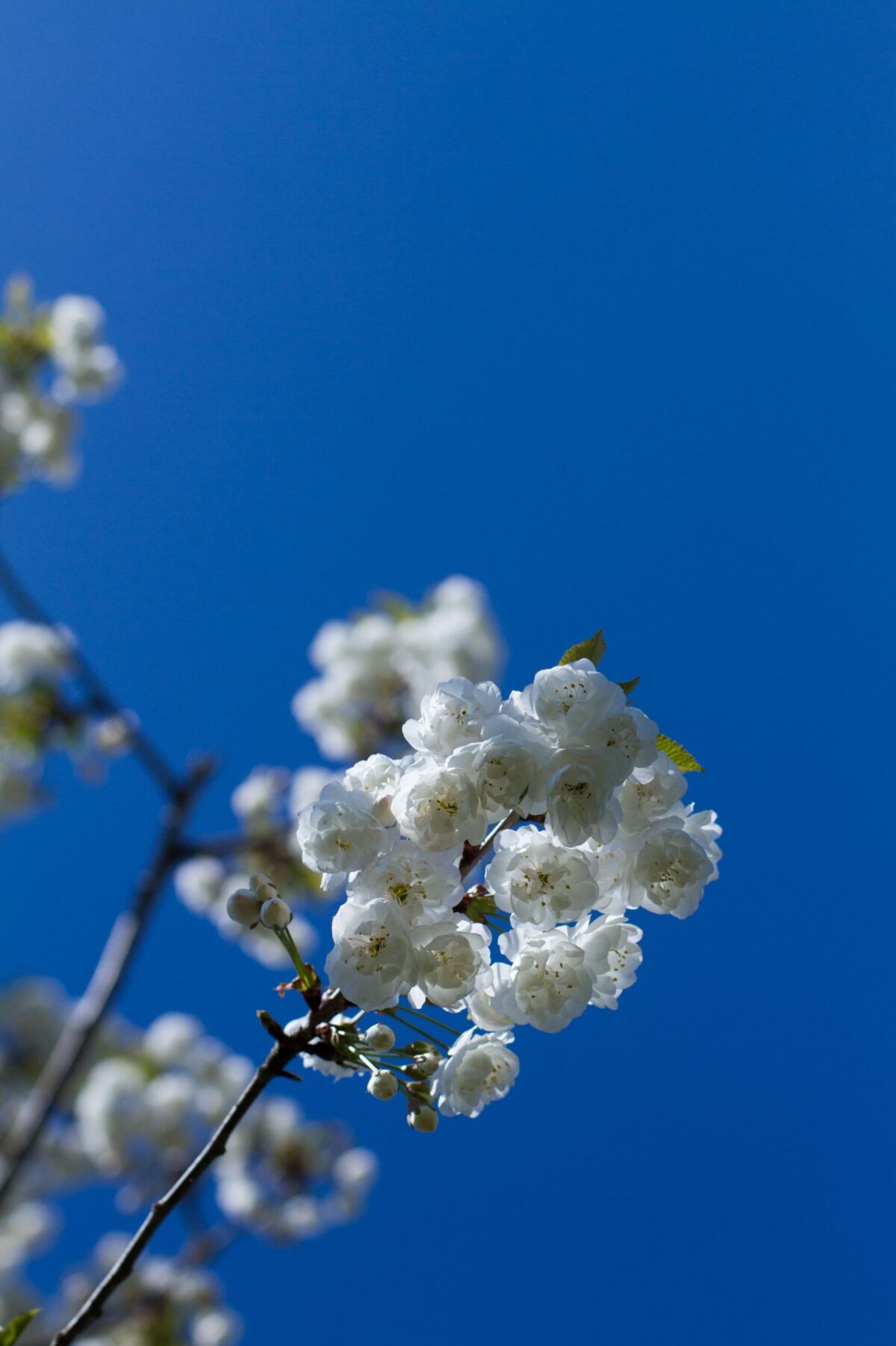 Sierkers 'Plena' | Hoogstam