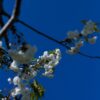 Sierkers 'Plena' | Hoogstam