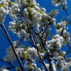 Sierkers 'Plena' | Hoogstam
