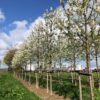 Sierkers 'Plena' | Hoogstam