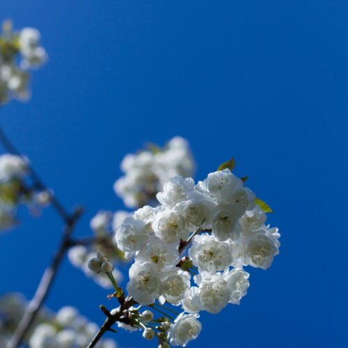 Sierkers 'Plena' | Hoogstam
