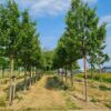 Sierkers 'Plena' | Hoogstam