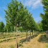 Sierkers 'Plena' | Hoogstam