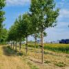 Sierkers 'Plena' | Hoogstam