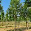 Sierkers 'Plena' | Hoogstam