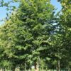 Zomerlinde | Hoogstam