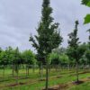 Zomerlinde | Hoogstam