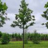 Zomerlinde | Hoogstam