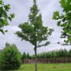 Zomerlinde | Hoogstam