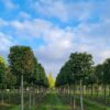 Zomerlinde | Blokvorm