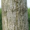 Zomerlinde | Hoogstam