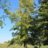 Zomerlinde | Hoogstam