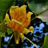 Zuilvormige tulpenboom | Hoogstam
