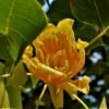 Zuilvormige tulpenboom | Hoogstam