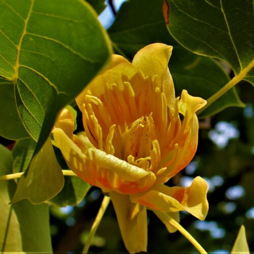 Zuilvormige tulpenboom | Hoogstam