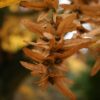 Zuilhaagbeuk | Hoogstam