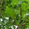 Zuilvormige Iep | Hoogstam