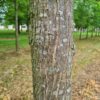 Zuilvormige Iep | Hoogstam