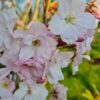 Sierkers 'Amanogawa' | Meerstammig