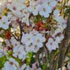 Sierkers 'Amanogawa' | Meerstammig