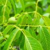 Zwarte walnotenboom | Hoogstam