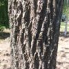 Zwarte walnotenboom | Hoogstam