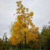 Zwarte walnotenboom | Hoogstam