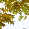Zwarte walnotenboom | Hoogstam