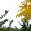 Zwarte walnotenboom | Hoogstam
