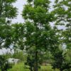 Zwarte walnotenboom | Hoogstam