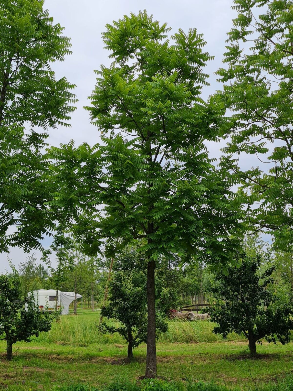 Zwarte walnotenboom | Hoogstam