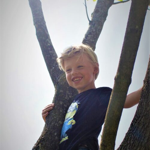 Noorse Esdoorn 'Eurostar' | Hoogstam
