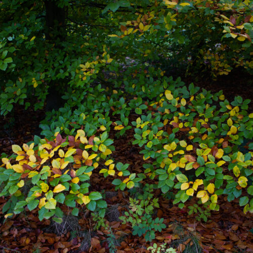 Appelboom 'James Grieve' | Halfstam