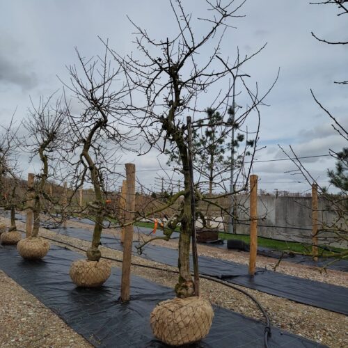 Appelboom 'Delbare' | Laagstam
