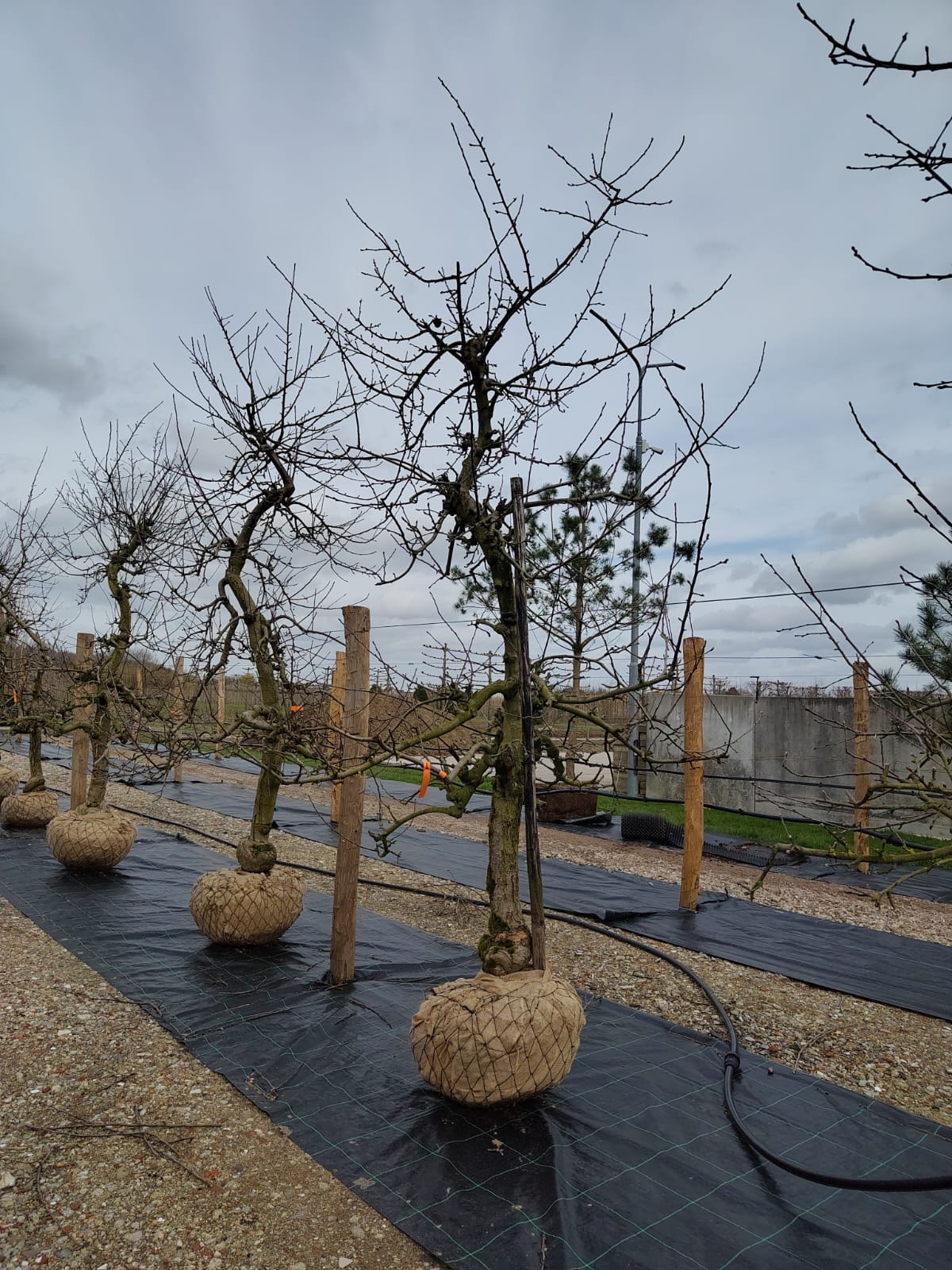 Appelboom 'Delbare' | Laagstam