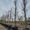Appelboom 'Gravensteiner' | Hoogstam