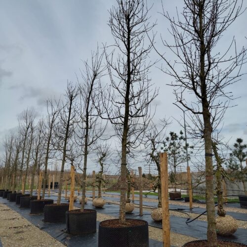 Appelboom 'Gravensteiner' | Hoogstam