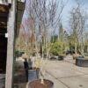 Japanse esdoorn 'Trompenburg' | Meerstammig