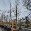 Appelboom 'Notarisappel' | Hoogstam