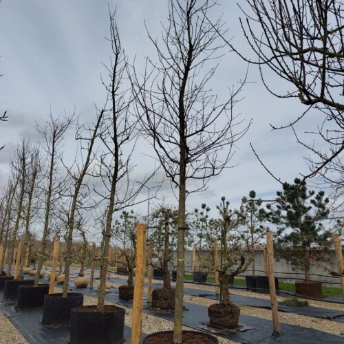 Appelboom 'Notarisappel' | Hoogstam