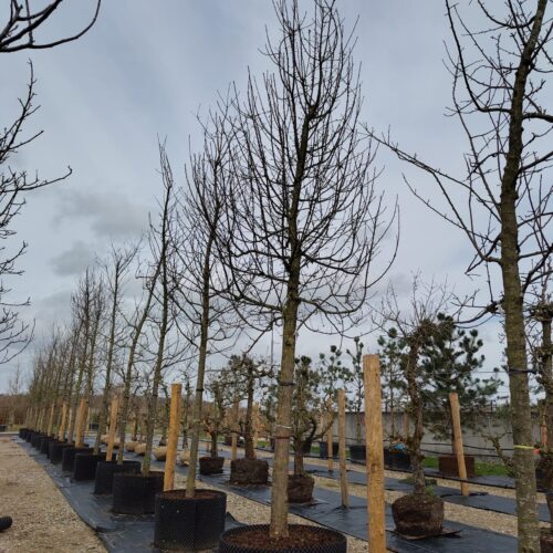 Appelboom 'Jonagold' | Hoogstam