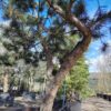 Grove den | Karakterboom