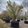 Japanse esdoorn | Solitaire karakterboom