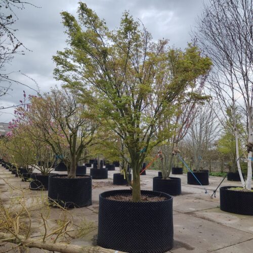 Japanse esdoorn | Solitaire karakterboom