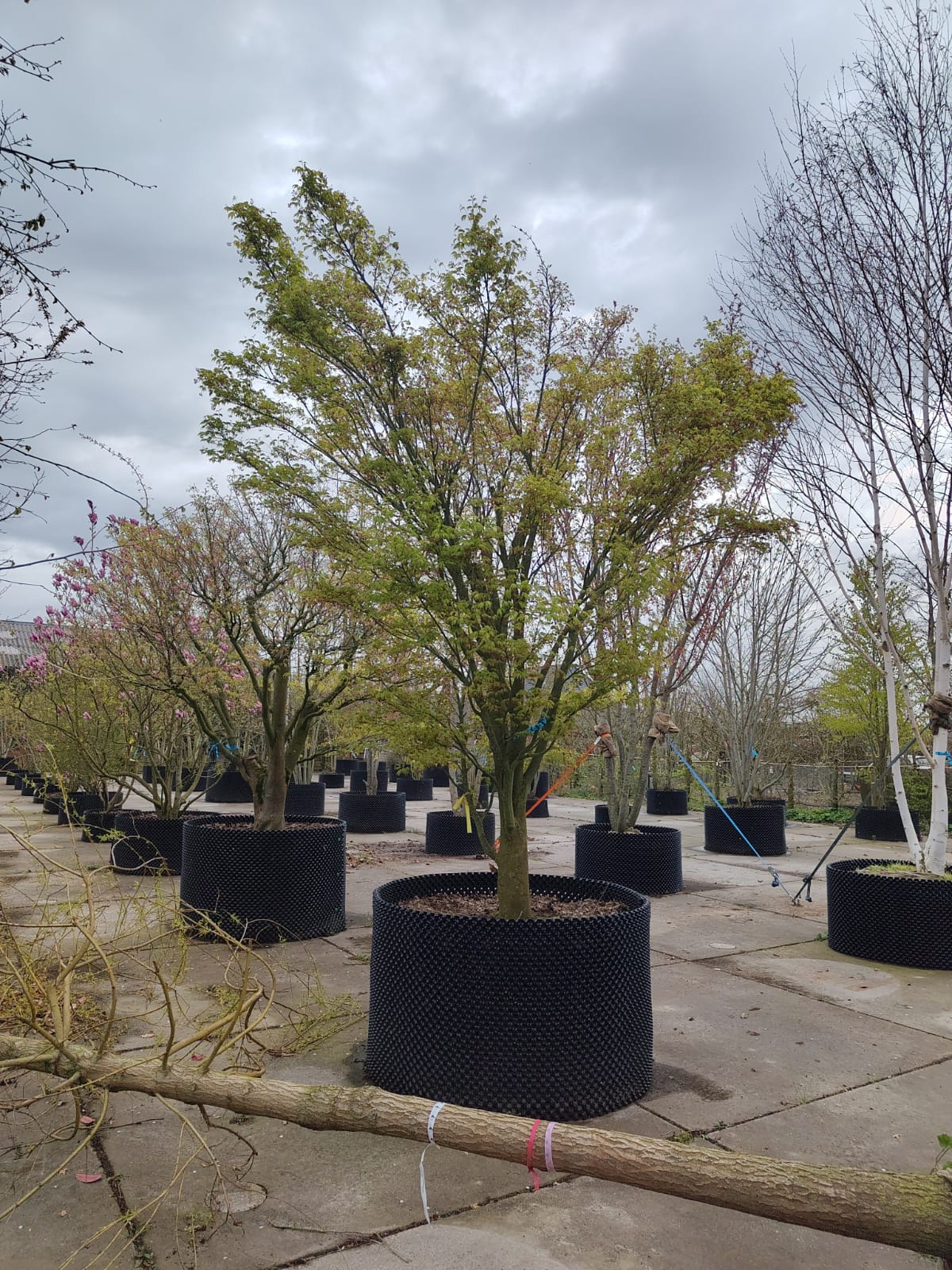 Japanse esdoorn | Solitaire karakterboom