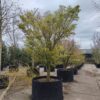 Japanse esdoorn | Solitaire karakterboom