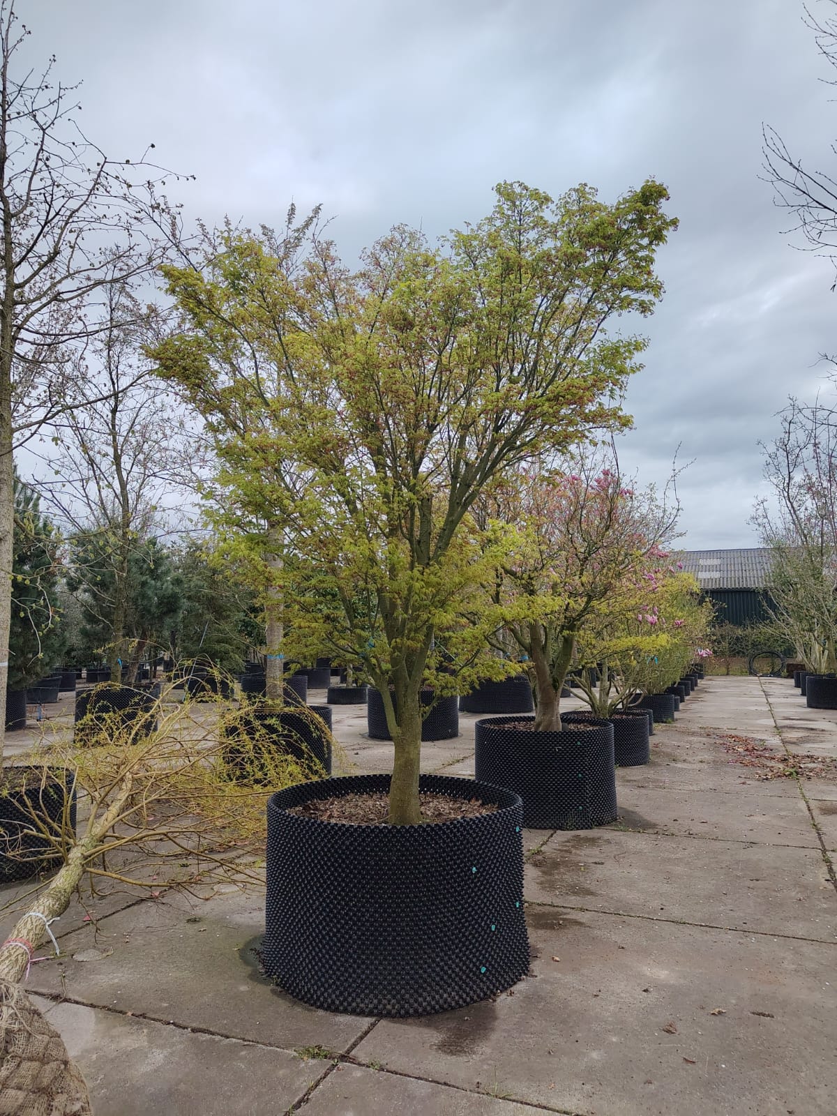 Japanse esdoorn | Solitaire karakterboom