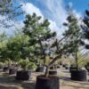 Grove den | Karakterboom